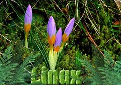 Linux_Springtime I