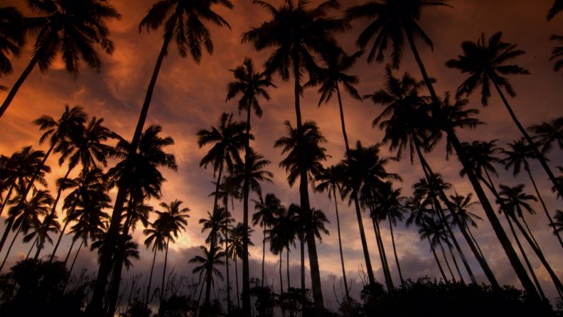 coconut_palms_in_hawaii_at_dusk.jpg