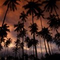 coconut palms in hawaii at dusk