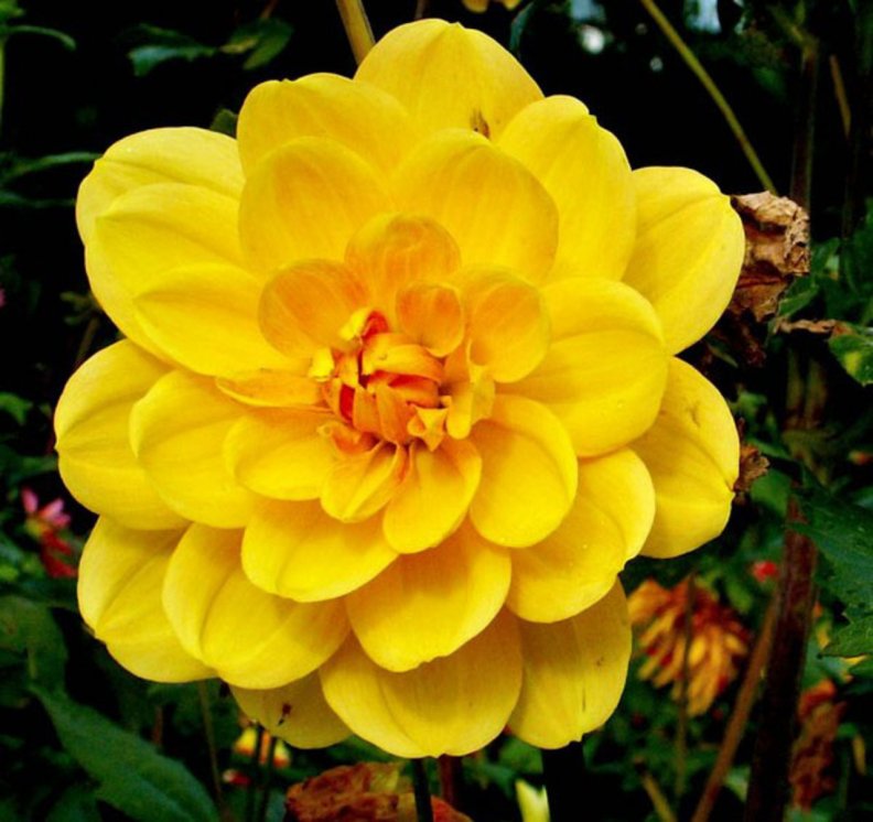 beautiful_yellow_flower.jpg