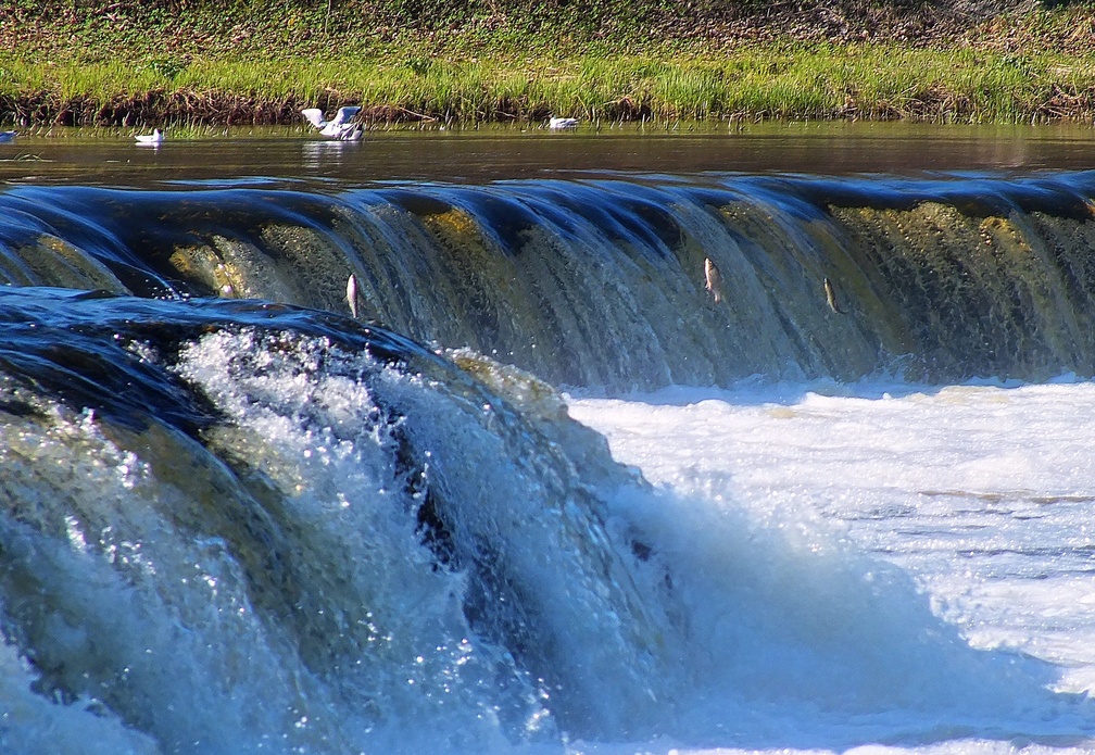 Fishes jumps over Venta waterfall.