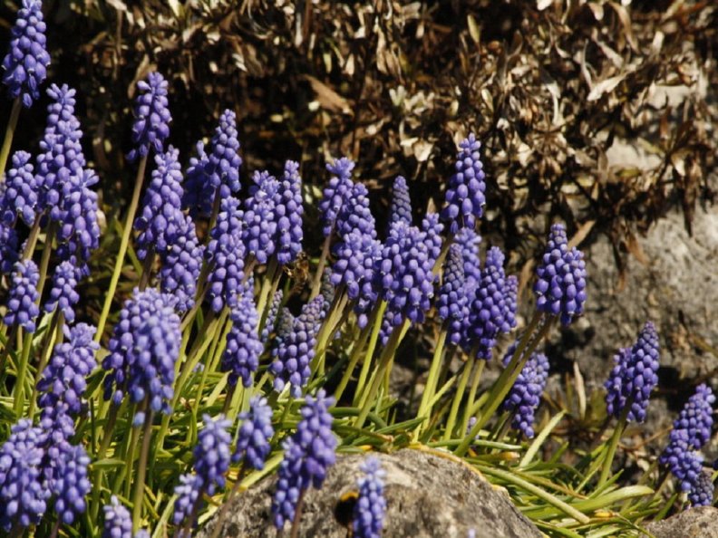 hyacinths.jpg