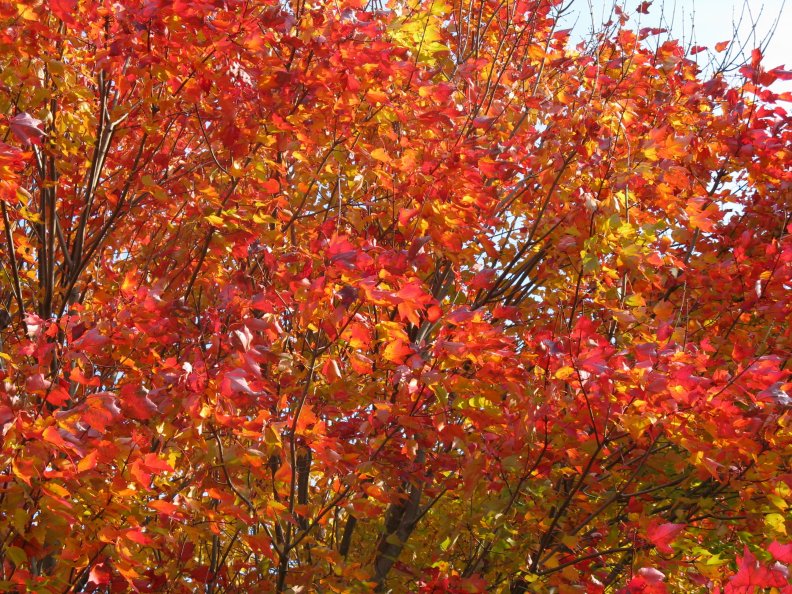 glorious_autumn.jpg