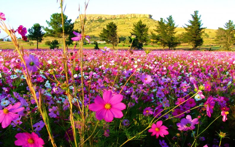 flower_field.jpg