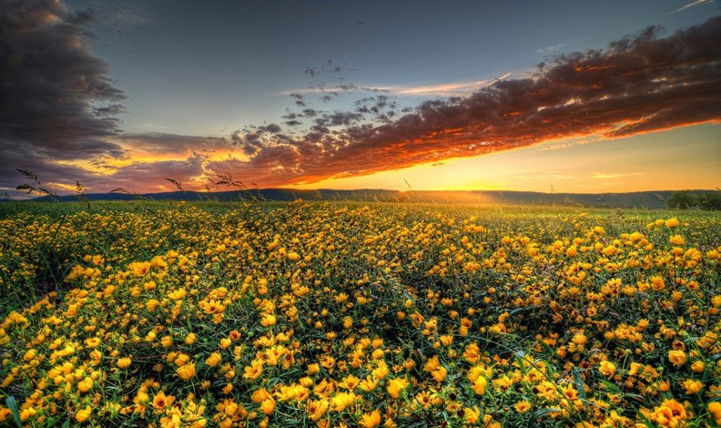 virginia_wildflower_sunset.jpg