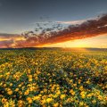 Virginia Wildflower Sunset