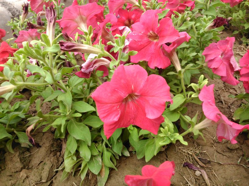 beautiful_pink_flower.jpg