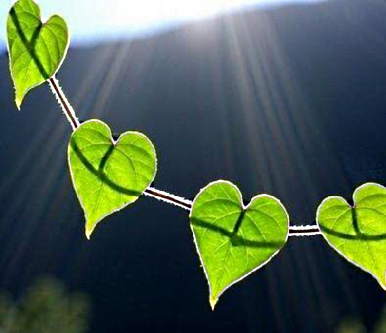 heartshaped leaves Download HD Wallpapers and Free Images