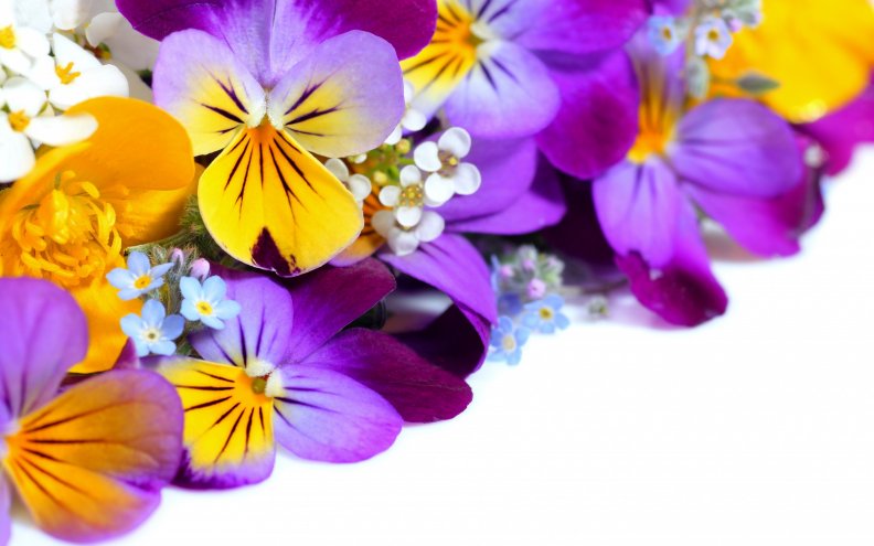pretty_flowers.jpg