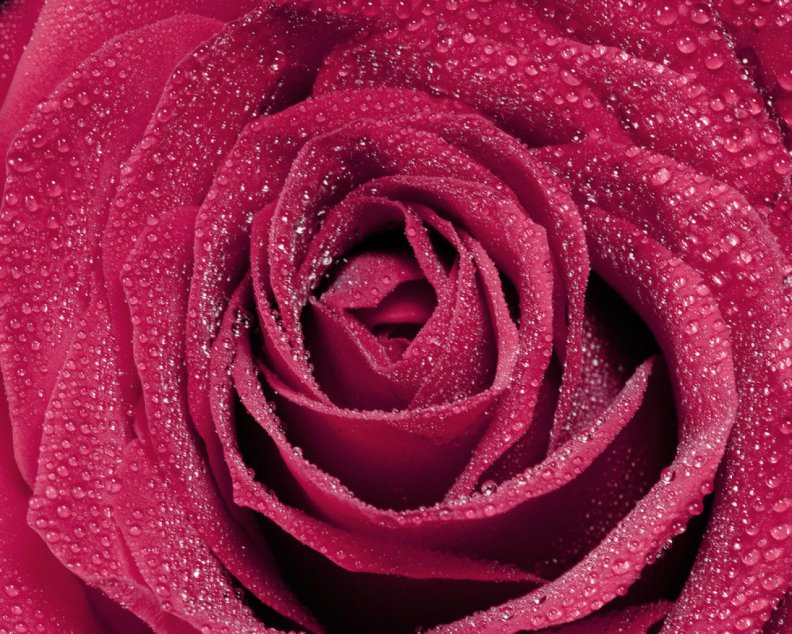 Pink Open Rose