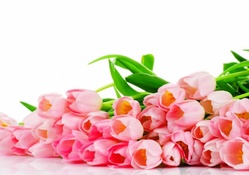♥Pink Tulips♥