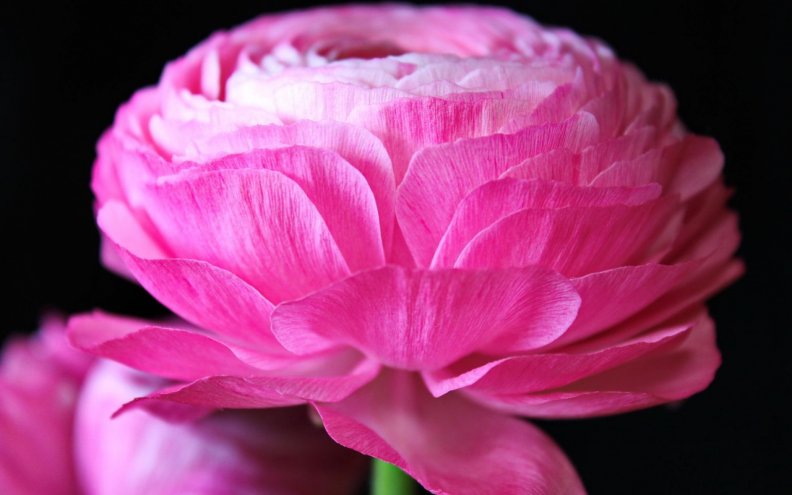 gorgeous_pink_buttercup.jpg
