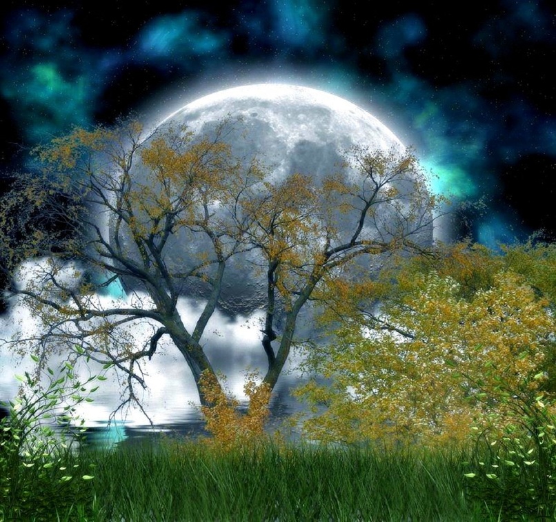 ~Moonlight in Forest~