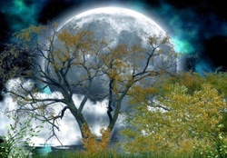 ~Moonlight in Forest~