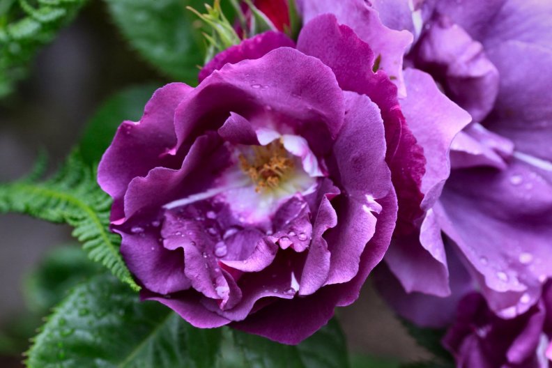 wet_purple_rose.jpg