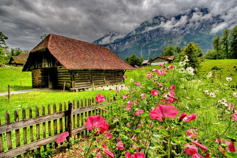 alpine_garden_flowers.jpg