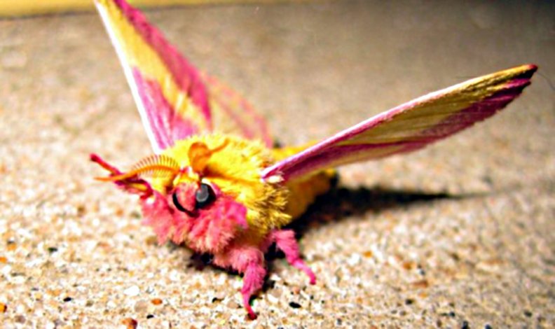 moth(dryocampa rubicunda)