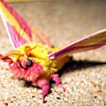 moth(dryocampa rubicunda)
