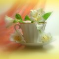 Cup of Lily For Dreamer_girl (Luiza)