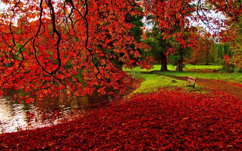red_maple_leaves_in_autumn.jpg