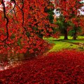 Red Maple Leaves In Autumn