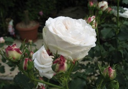 Large Gorgeous Rose