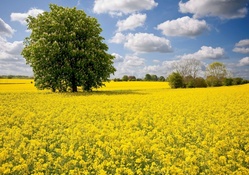 * Yellow field *