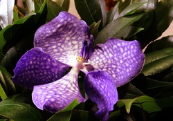 ~ Purple speckled Orchid ~