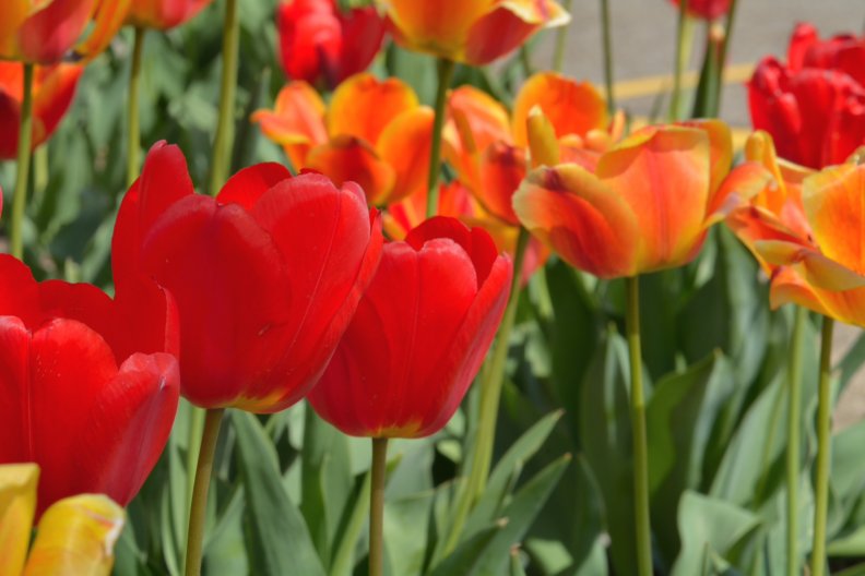 spring_tulips.jpg