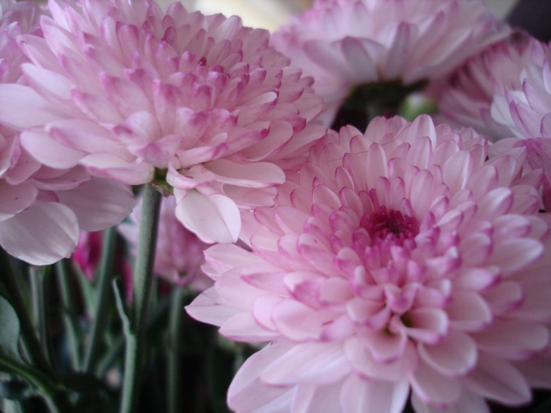 delicate_pink_flowers.jpg