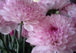 Delicate Pink Flowers