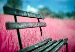 Fields of Pink