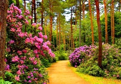 Floral alley in park