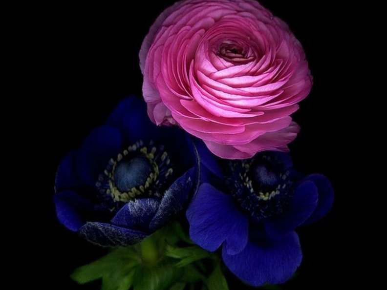 gorgeous_camellia.jpg