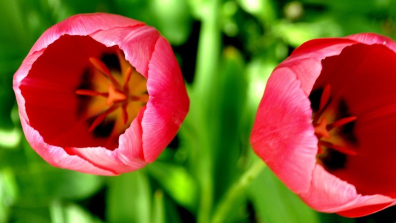 red_tulips.jpg