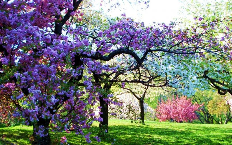 blooming_trees.jpg