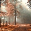 road in a mystical autumn forest