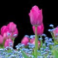 Tulips and forget_me_not