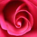 Pink rose close_up