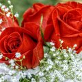 Red Roses Bouquet
