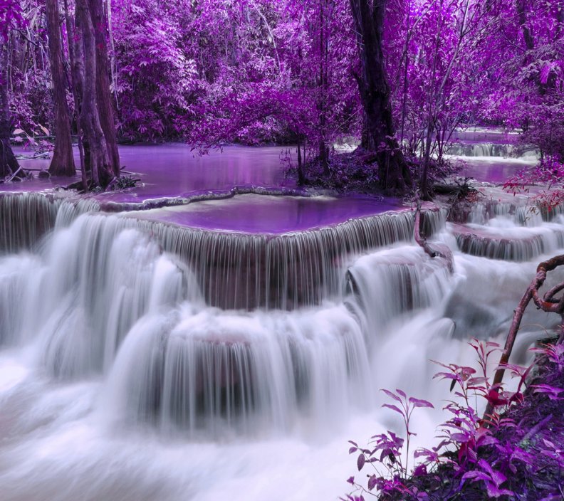 purple_forest.jpg