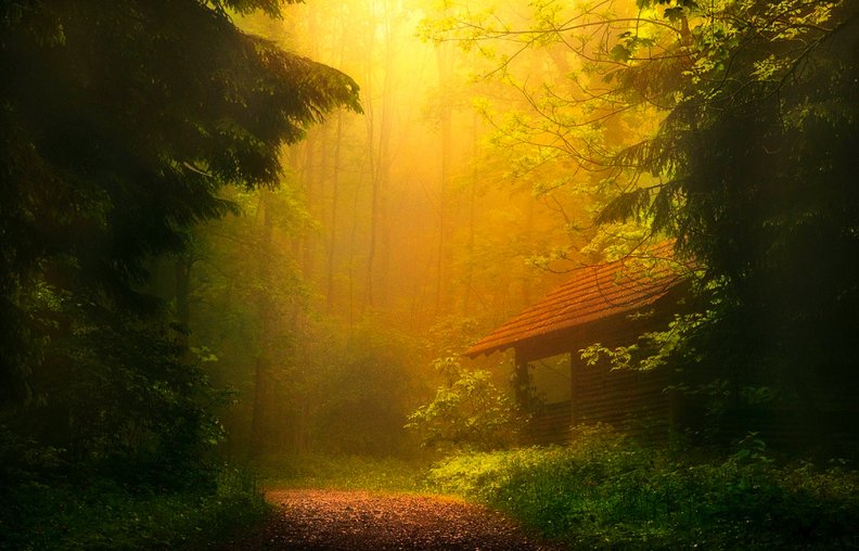 morning_mist_in_the_forest.jpg