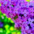 Purple Lilac Bloom