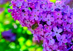 Purple Lilac Bloom