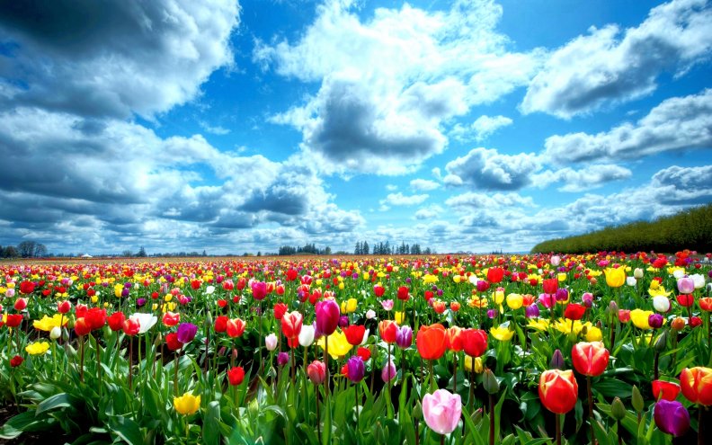 tulip_garden_in_springtime.jpg