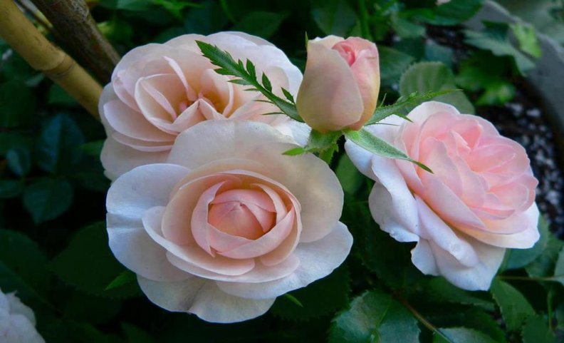 beautiful_trio_of_roses.jpg