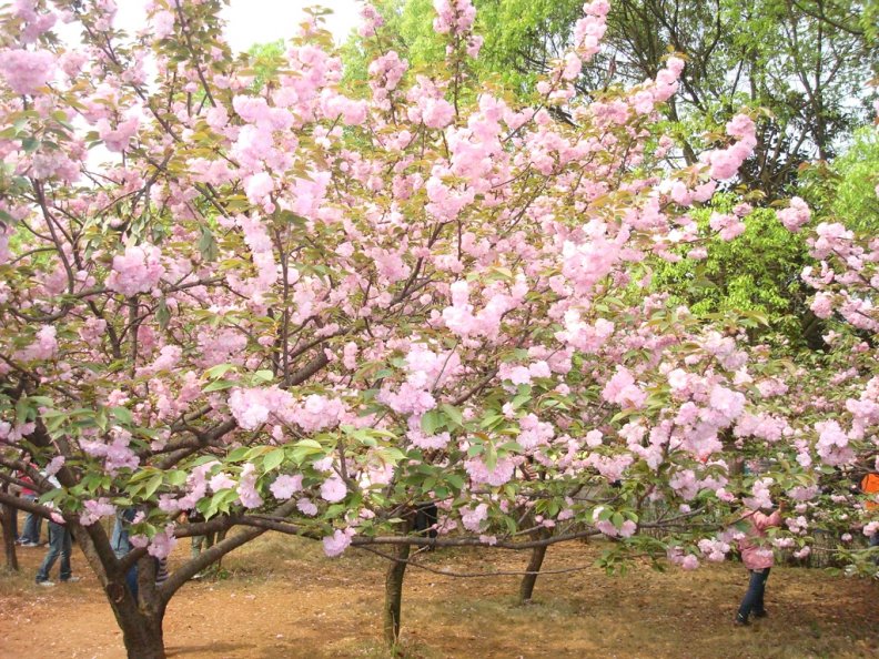 blossoming_trees.jpg