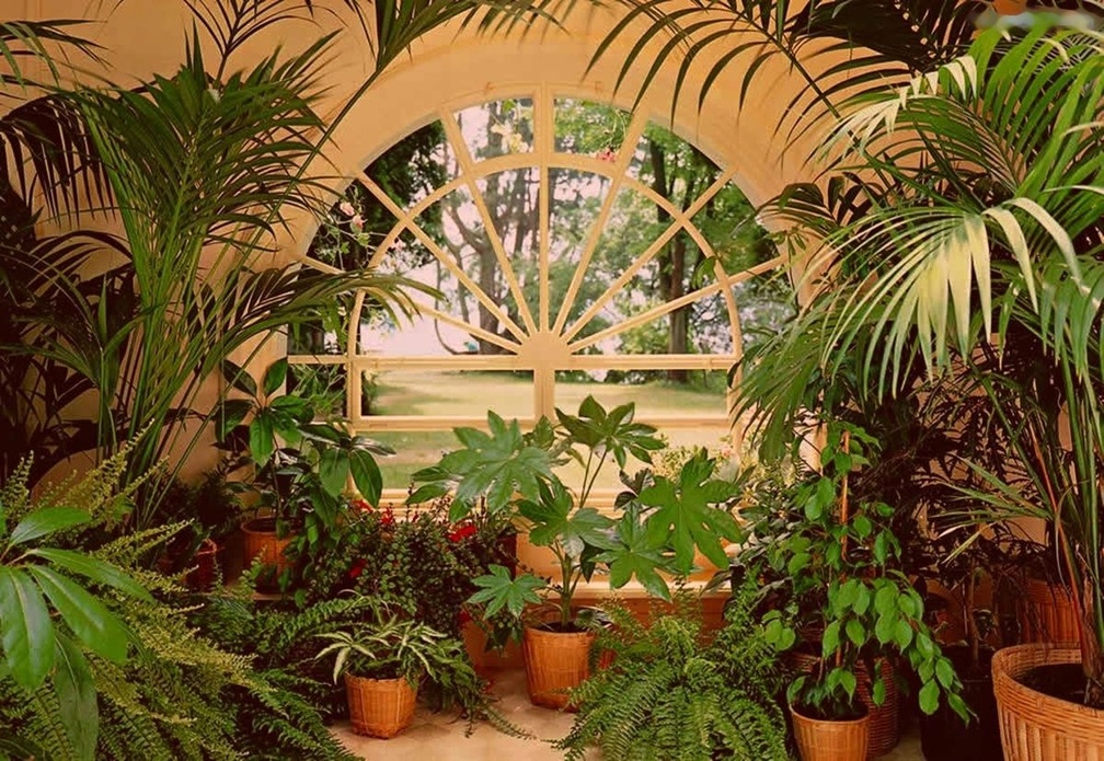 Tropical Plants