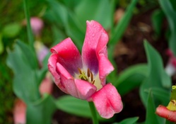 Spring Soaked Flower