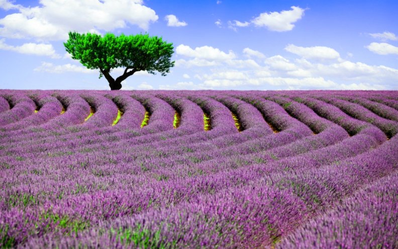 purple_field.jpg